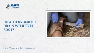 how to unblock a drain with tree roots