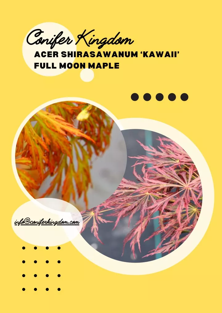 conifer kingdom acer shirasawanum kawaii full