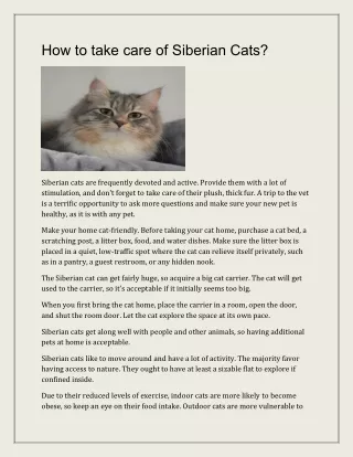 How to take care of Siberian Cats