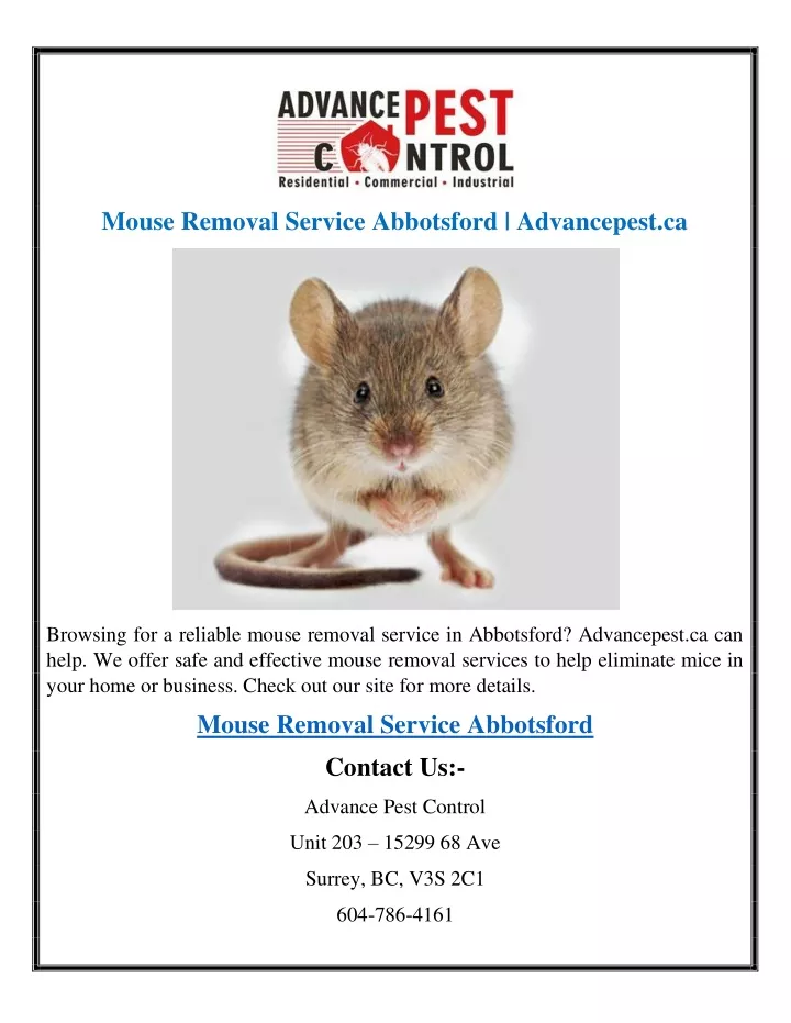 mouse removal service abbotsford advancepest ca