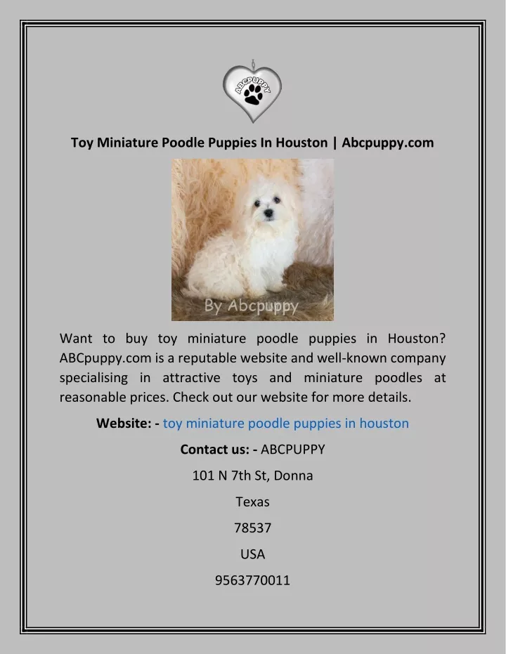 toy miniature poodle puppies in houston abcpuppy