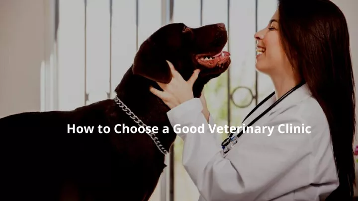 how to choose a good veterinary clinic