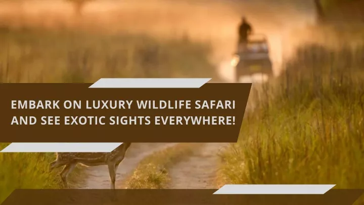 embark on luxury wildlife safari and see exotic