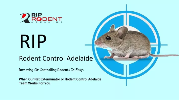 rip rodent control adelaide