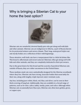 Why is bringing a Siberian Cat to your home the best option