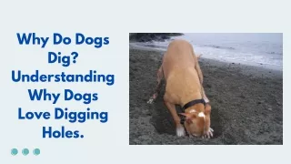 Why Do Dogs Dig Understanding Why Dogs Love Digging Holes.