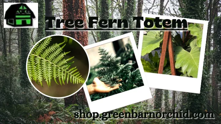 tree fern totem tree fern totem tree fern totem