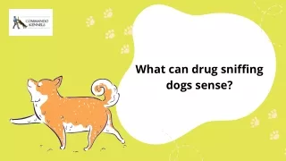 What can drug sniffing dogs sense