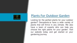 Plants For Outdoor Garden  Decoplants.ie