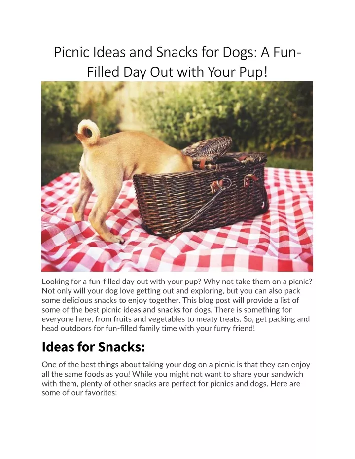 picnic ideas and snacks for dogs a fun filled