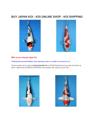 BUY JAPAN KOI - KOI ONLINE SHOP - KOI SHIPPING