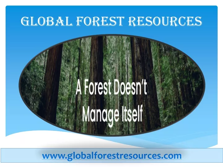 global forest resources