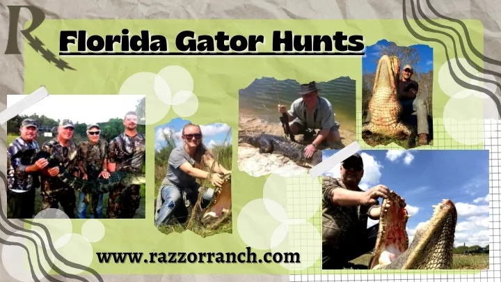 florida gator hunts florida gator hunts florida