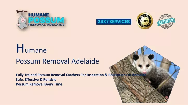 h umane possum removal adelaide