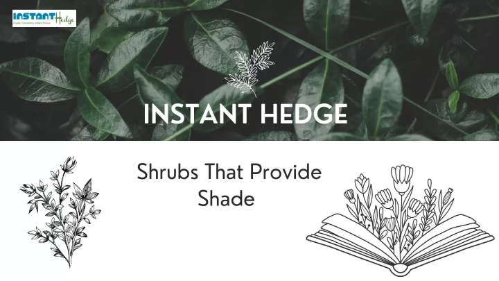 instant hedge