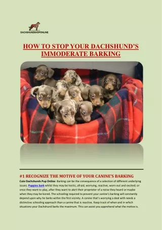 HOW TO STOP YOUR DACHSHUND’S IMMODERATE BARKING