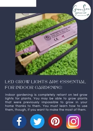 Plants Need LED Grow Lights For Indoor Gardening: