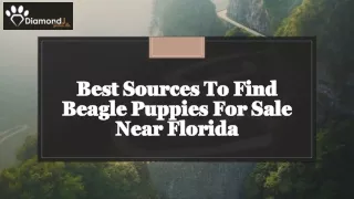 Best Sources To Find Beagle Puppies For Sale Near Florida