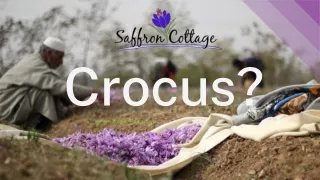 crocus