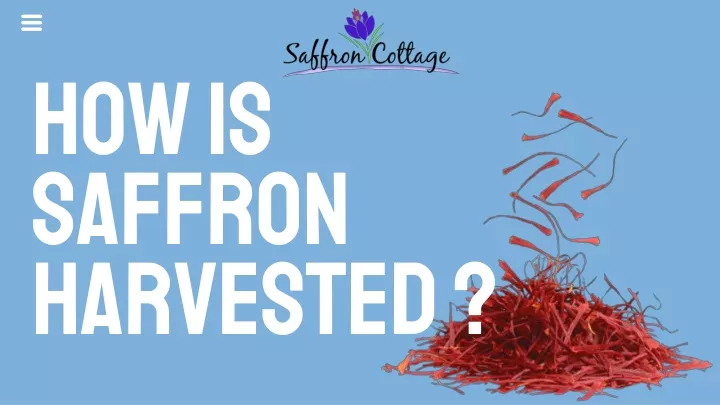 how is saffron harvested