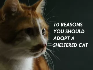 10 reasons you should adopt a sheltered cat