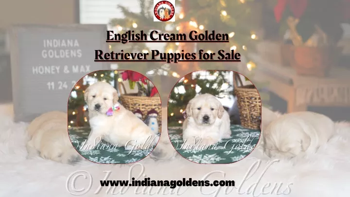 english cream golden retriever puppies for sale