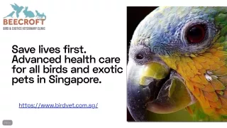 Bird and Exotics pet, Mammals veterinary specialist Clinic Singapore