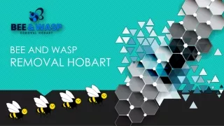 bee and wasp removal hobart