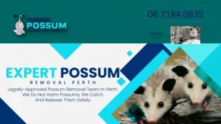 Humane Possum Removal Perth