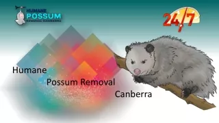Humane Possum Removal Canberra