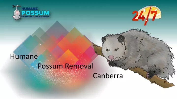 humane possum removal canberra