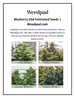 Blueberry Cbd Feminized Seeds  Weedpad.com
