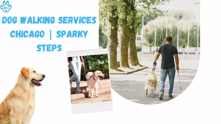 dog walking services chicago sparky steps
