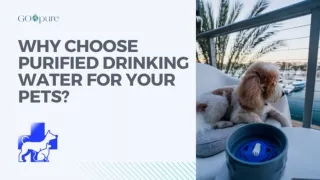 Why Choose Purified Drinking Water for Your Pets