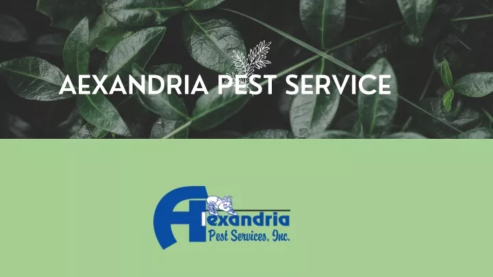 aexandria pest service