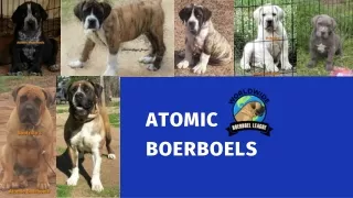 atomic boerboels