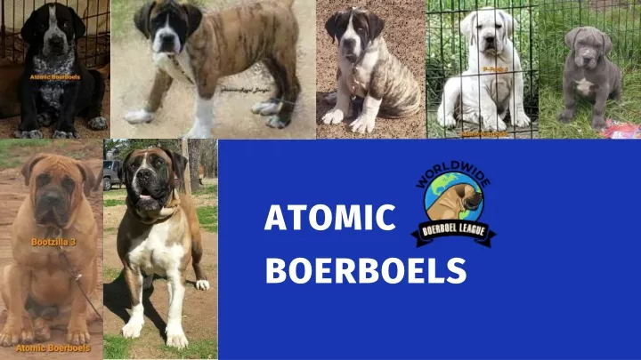 atomic boerboels