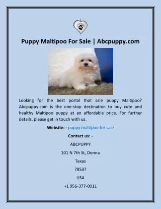 Puppy Maltipoo For Sale  Abcpuppy