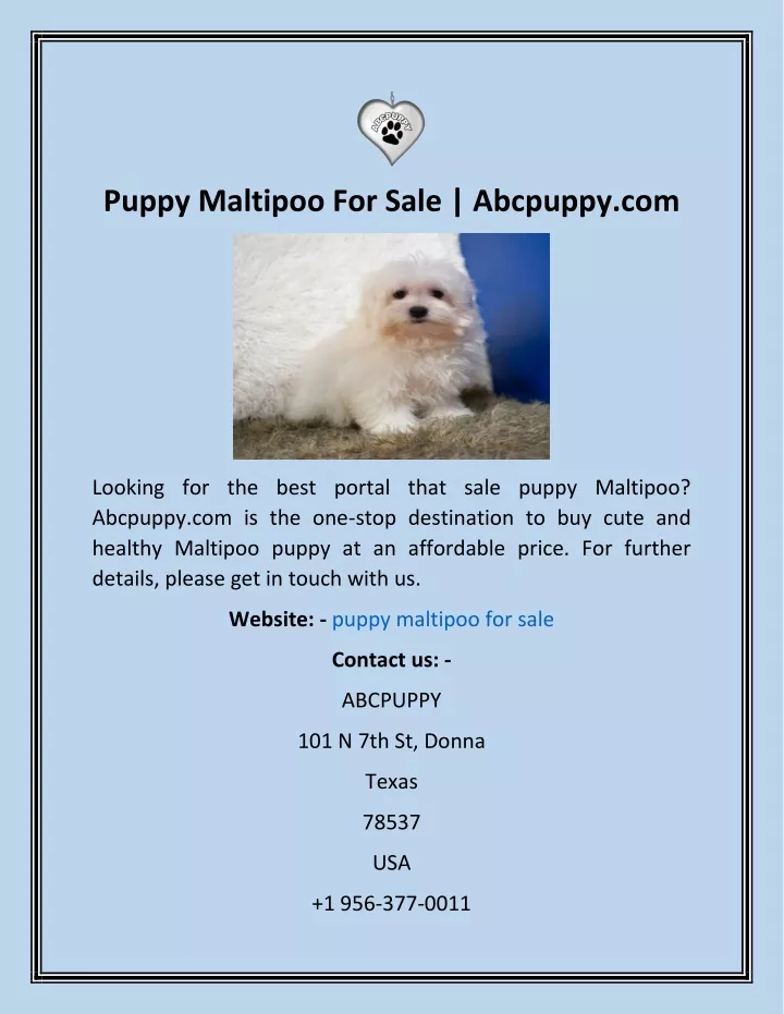 puppy maltipoo for sale abcpuppy com