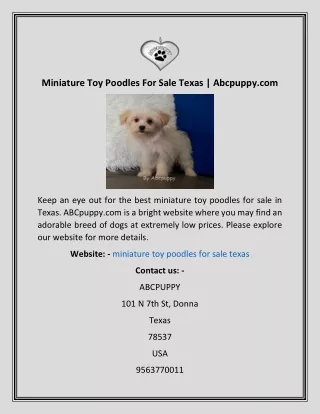 Miniature Toy Poodles For Sale Texas  Abcpuppy