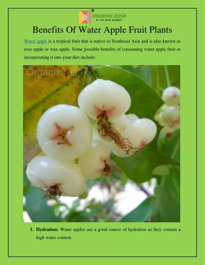 benefits of water apple fruit plants