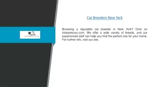 Cat Breeders New York | Interpetsnyc.com