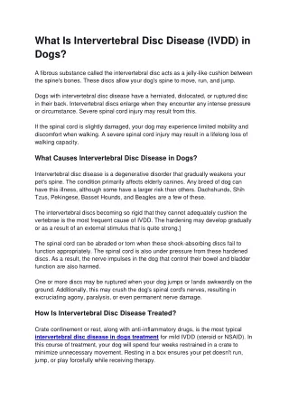 IVDD Causes And Treatment in Boynton Beach, FL
