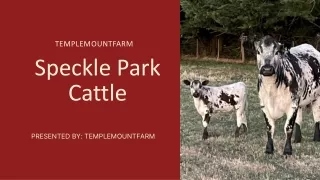 How Speckle Park Cattle Are Different Than Other Cattle in Victoria, Australia