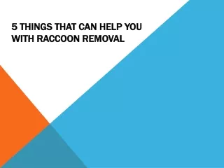 5 Things That Can Help You with Raccoon Removal