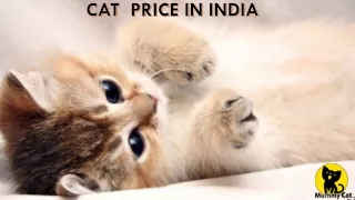 Cat price in India