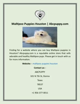 Maltipoo Puppies Houston  Abcpuppy