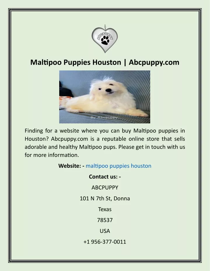 maltipoo puppies houston abcpuppy com