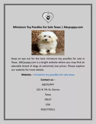 Miniature Toy Poodles For Sale Texas  Abcpuppy
