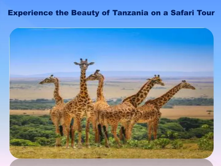 experience the beauty of tanzania on a safari tour